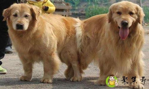 详细阅读:狗狗配种怎么做 狗狗配种怎么做