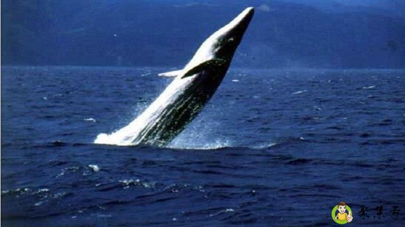 详细阅读:座头鲸体重多重 座头鲸体重多重