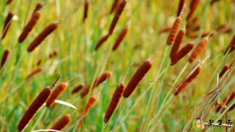 水烛和香蒲的区别