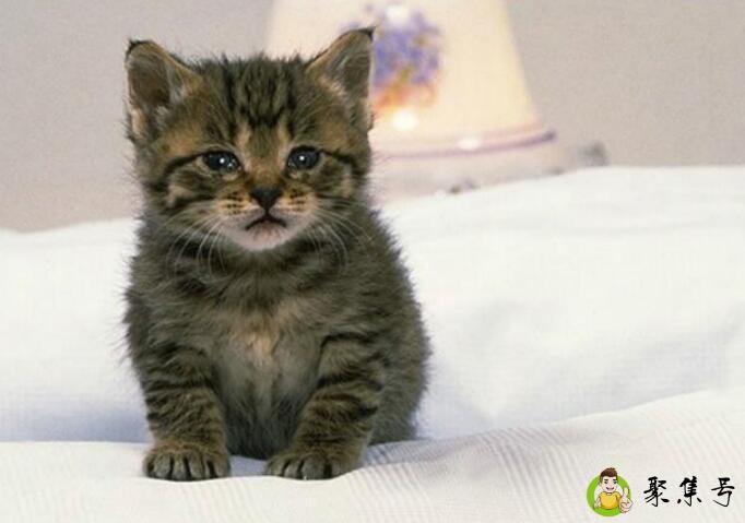 猫尿不出来会自己好吗