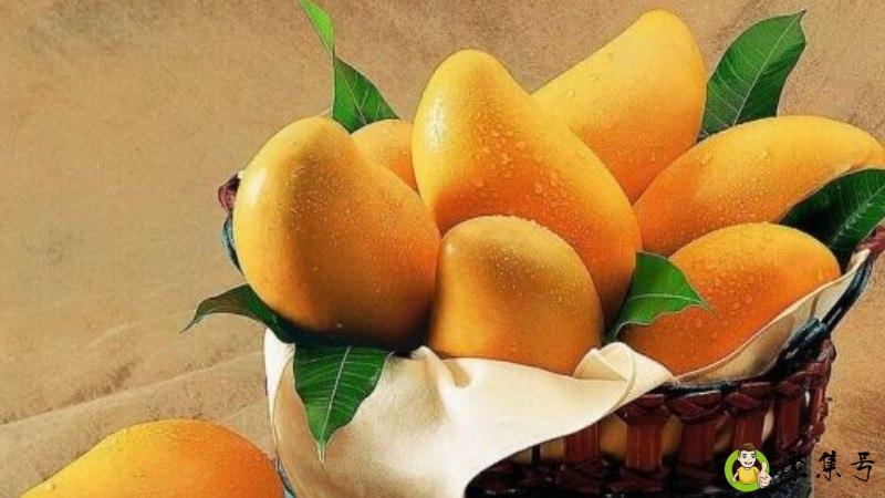 详细阅读:青芒和金煌芒的区别 青芒和金煌芒的区别