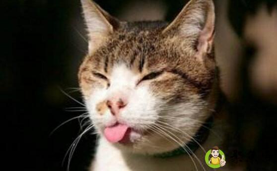 去除猫屎味道的小妙招