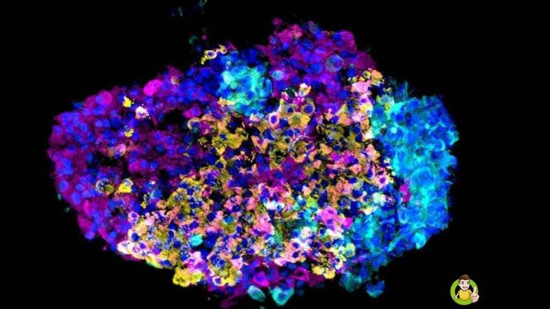 再生细胞是什么意思