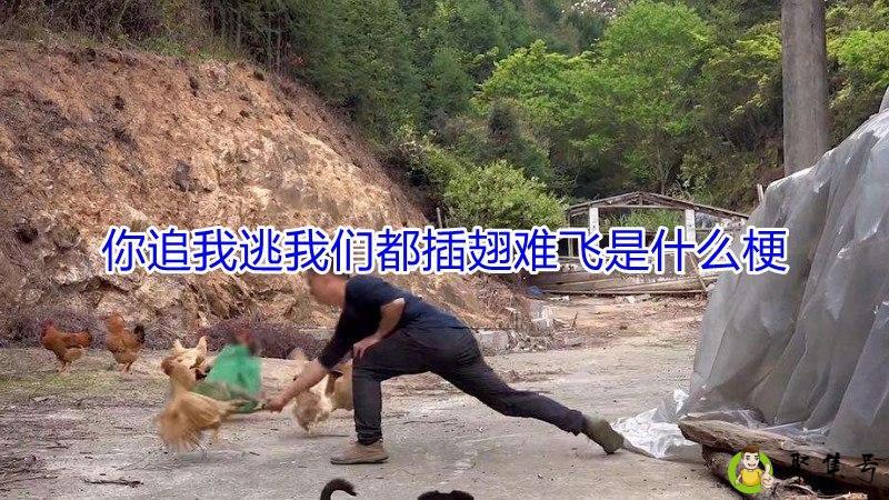 你追我逃我们都插翅难飞是什么梗