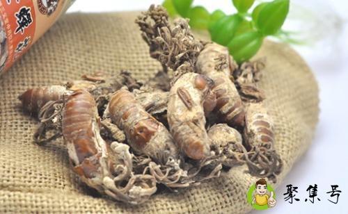 详细阅读:黄金蝉花的养殖方法 黄金蝉花的养殖方法