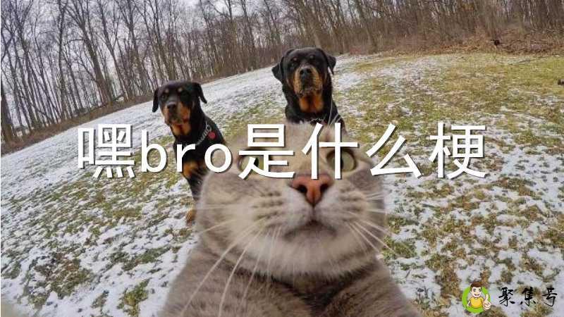 详细阅读:嘿bro是什么梗 嘿bro是什么梗