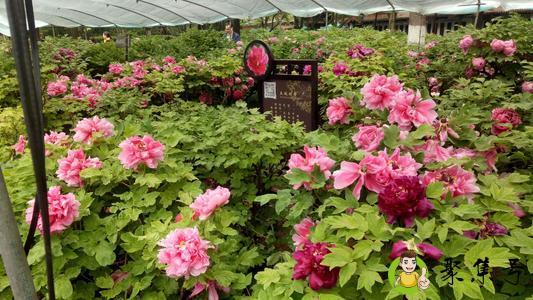 详细阅读:洛阳牡丹花会时间 洛阳牡丹花会时间