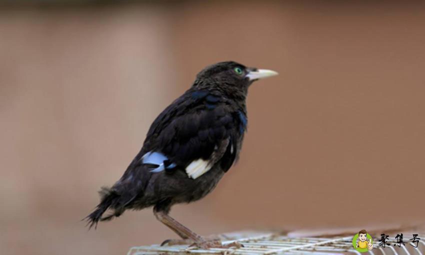 详细阅读:八哥寿命是多少年 八哥寿命是多少年