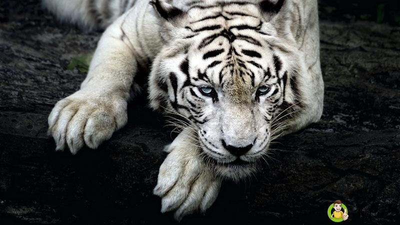 详细阅读:地支申代表什么 地支申代表什么