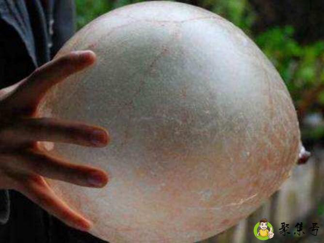 详细阅读:猪脬是什么东西 猪脬是什么东西