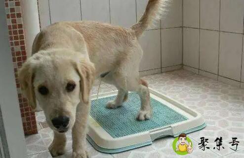 详细阅读:狗狗能通过主人尿液识别主人吗 狗狗能通过主人尿液识别主人吗