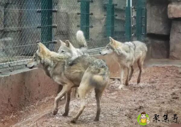 湖南有狼分布吗