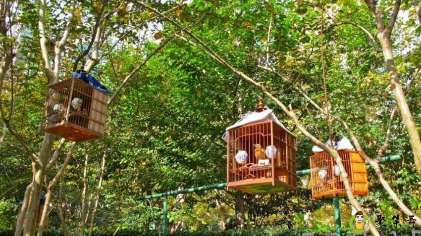 遛鸟为什么要盖布