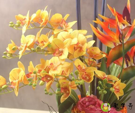金色蝴蝶兰代表什么