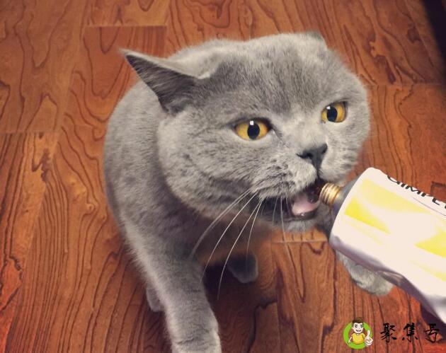 详细阅读:英短发腮过程 英短发腮过程