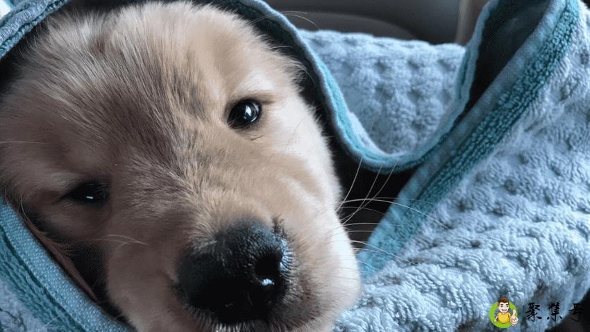 详细阅读:狗狗不吃不喝没精神怎么办 狗狗不吃不喝没精神怎么办