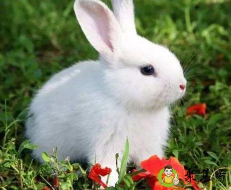 欲钱买九霄云霞的生肖打一肖