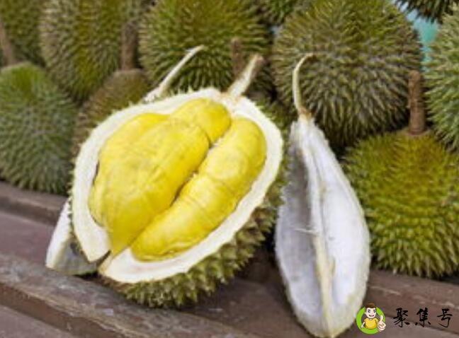 大象榴莲和金枕榴莲区别