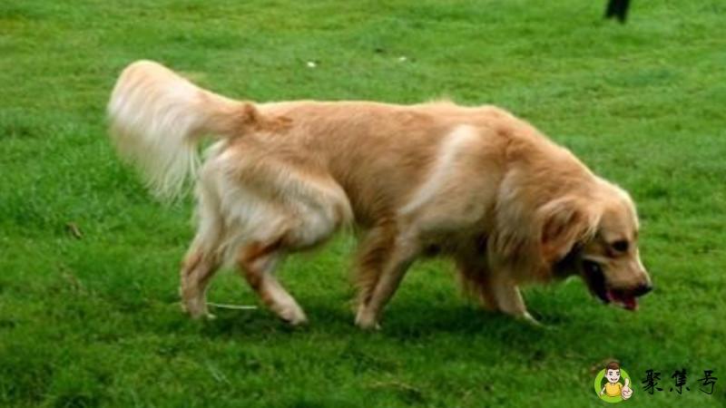 详细阅读:金毛喂食量参照表是多少 金毛喂食量参照表是多少