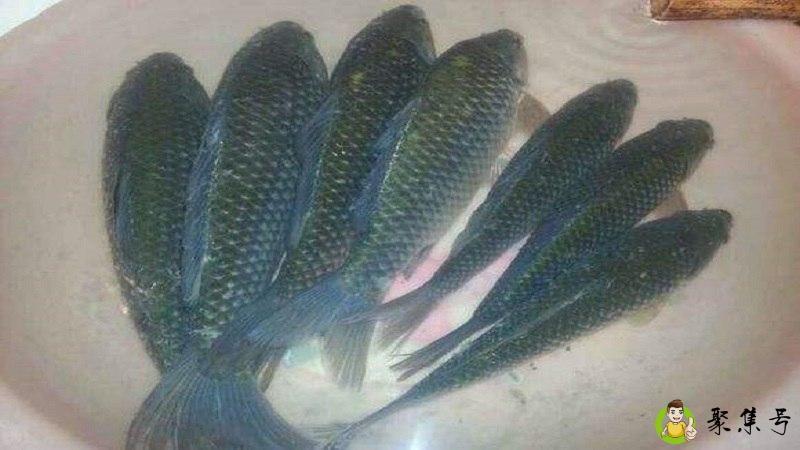 详细阅读:青尾鲴和黄尾鲴的区别 青尾鲴和黄尾鲴的区别