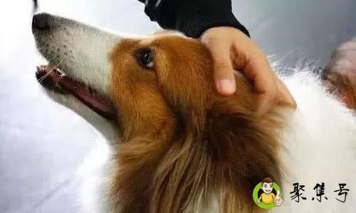 详细阅读:摸狗头是什么意思 摸狗头是什么意思