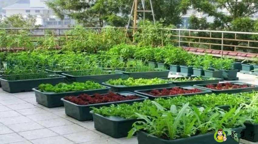 详细阅读:种菜为什么要用生石灰 种菜为什么要用生石灰