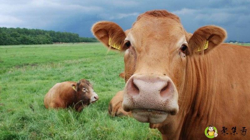 详细阅读:家有田地是什么生肖 家有田地是什么生肖