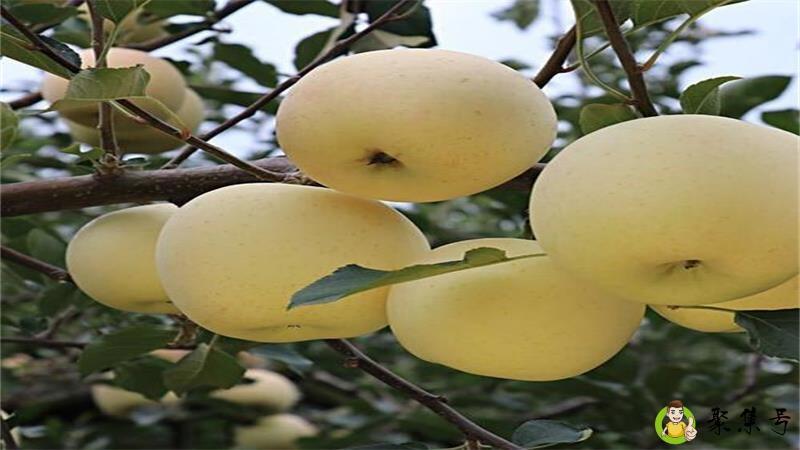 详细阅读:奶油富士和红富士区别 奶油富士和红富士区别