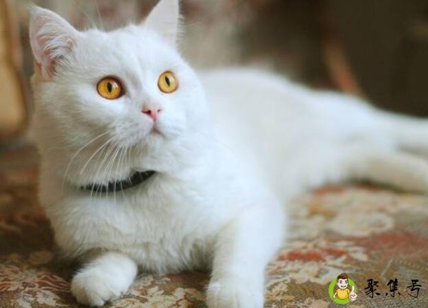 猫咪推销自己的方式