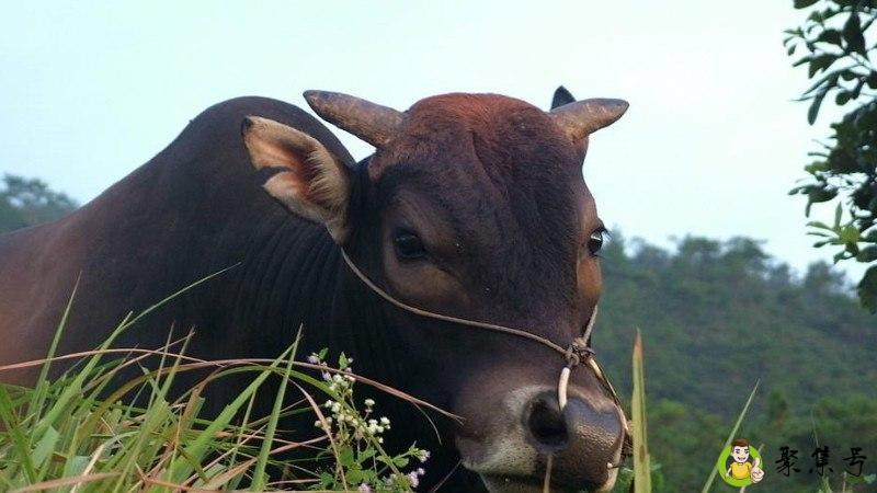 详细阅读:心存五一指什么生肖 心存五一指什么生肖