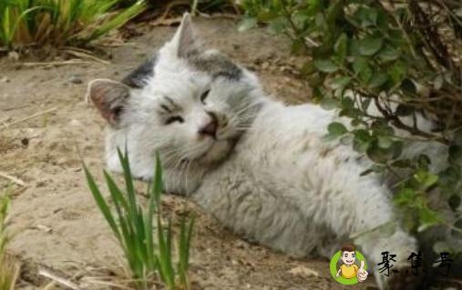 详细阅读:赶走野猫的绝招 赶走野猫的绝招