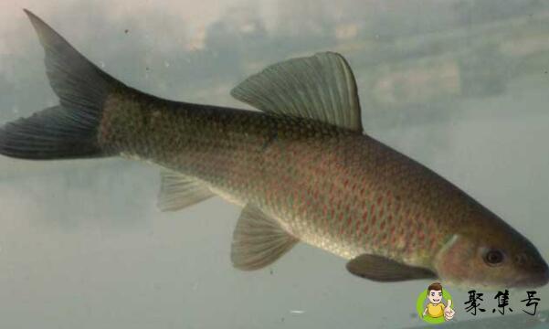 详细阅读:10cm青鱼一年能长多大 10cm青鱼一年能长多大