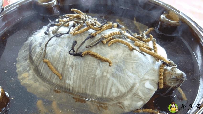 详细阅读:乌龟怎么吃 乌龟怎么吃