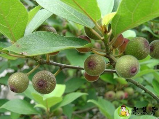 芭劳奈无花果特点