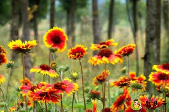 自由烂漫是什么境界