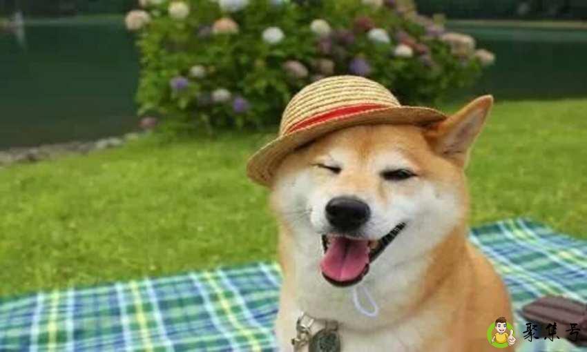 向往的生活h是柴犬么