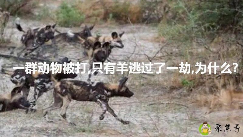 一群动物被打,只有羊逃过了一劫,为什么-