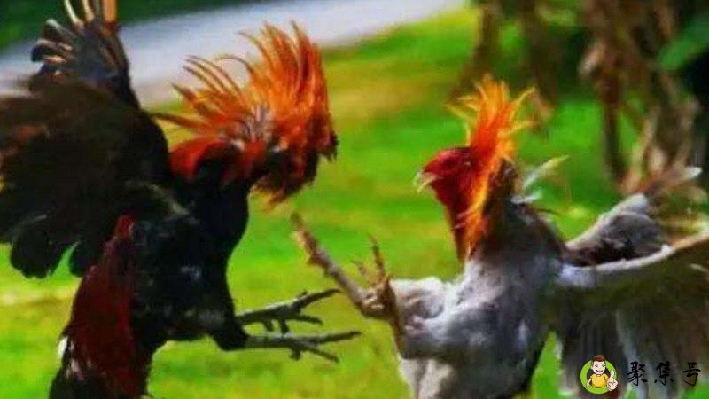 菜鸡是什么意思