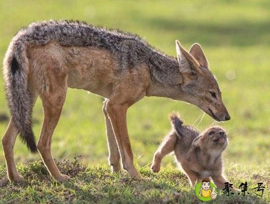 胡狼是什么动物