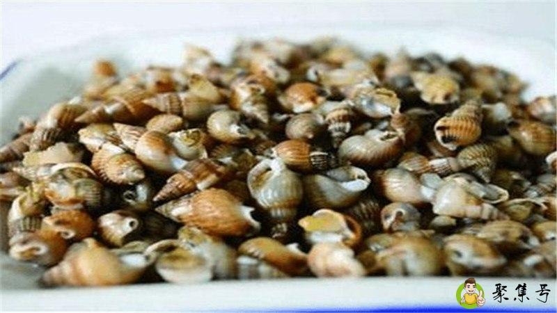 织纹螺和海螺丝区别