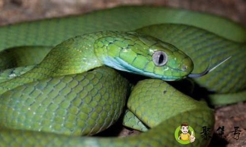 龙蛇混杂是指哪只生肖