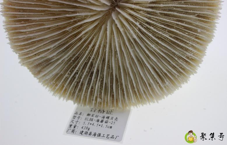 详细阅读:海蘑菇是什么东西 海蘑菇是什么东西