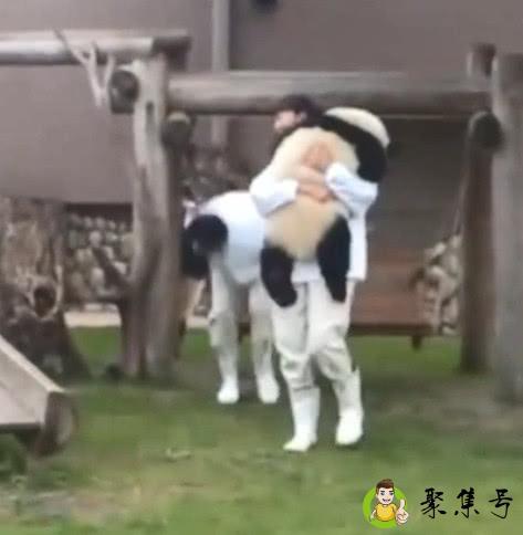 详细阅读:大熊猫在日本过得无法无天了,熊猫:我不听,就要举高高! 大熊猫在日本过得无法无天了,熊猫:我不听,就要举高高!