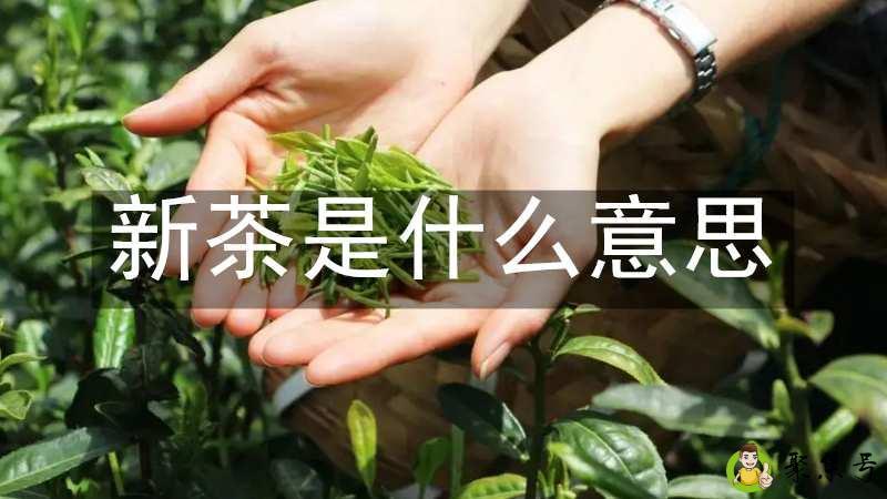 详细阅读:新茶是什么意思 新茶是什么意思