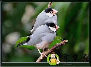 详细阅读:两两相依是什么意思 两两相依是什么意思