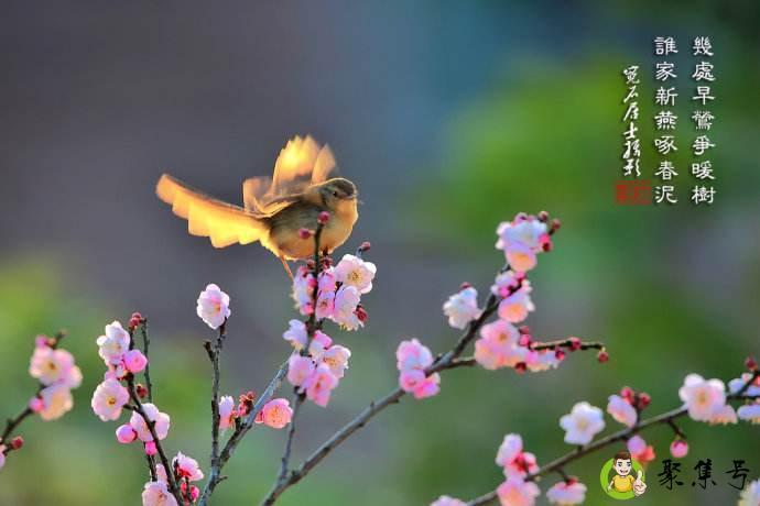 详细阅读:几处早莺争暖树下一句 几处早莺争暖树下一句