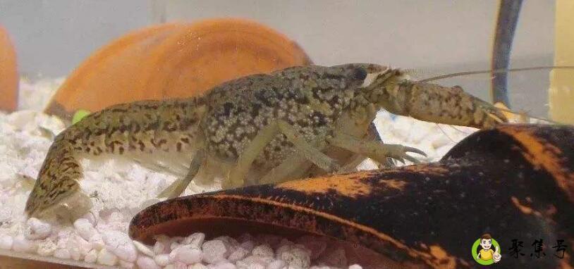 详细阅读:大理石纹螯虾能吃吗 大理石纹螯虾能吃吗