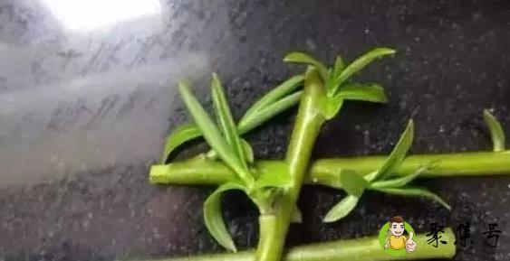 柳条泡水浇花使用方法