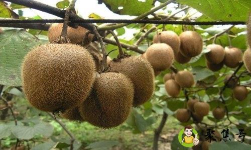 眉县猕猴桃介绍