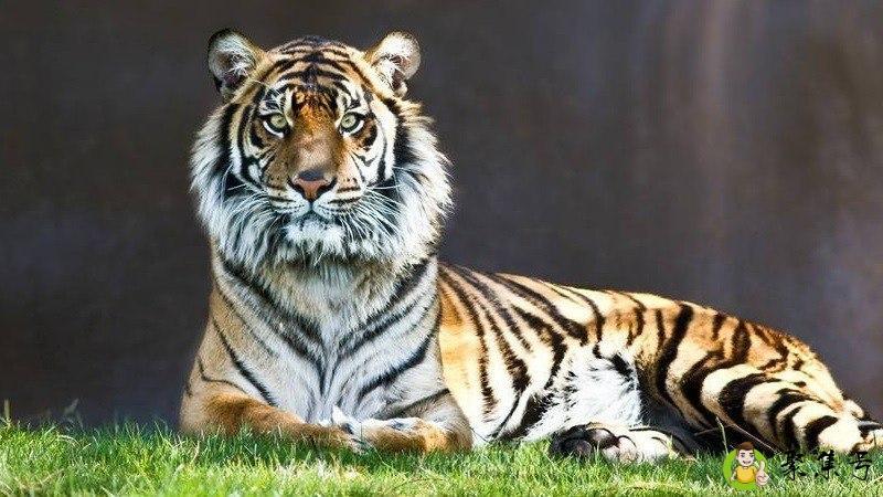 收废铁代表什么生肖